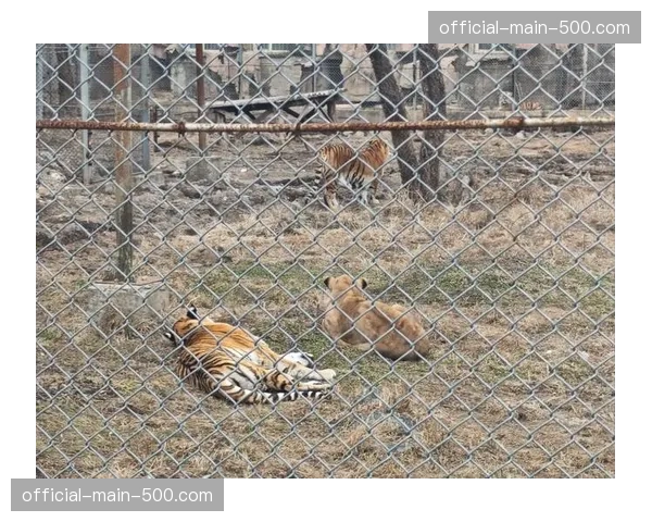 赛后分析：吉林东北虎惜败，关键时刻一次失误葬送快速追分势头